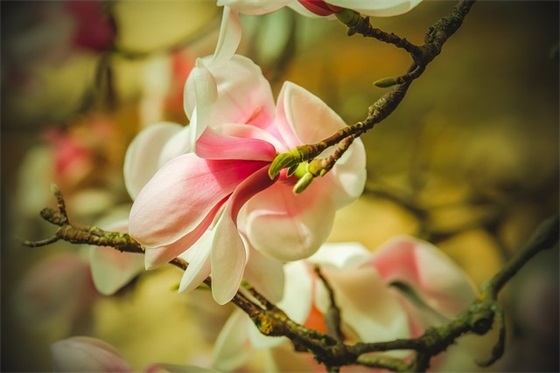 元宵节祝福语字51句