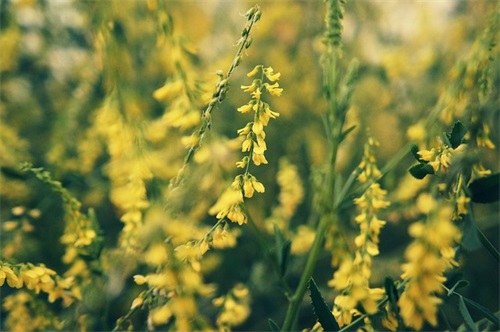 摘录一些美好的句子