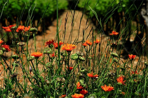 妹妹出国祝福语 妹妹出国留学祝福语