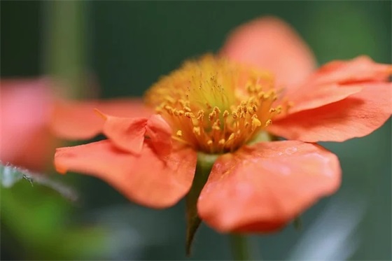 女儿八周岁祝福语