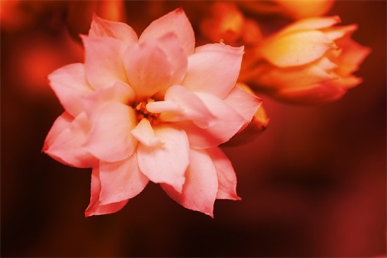 新娘结婚祝福语简短 新娘结婚祝福语四字