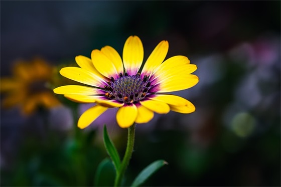 给好朋友的拜年祝福语(对好朋友的早安祝福语大全)