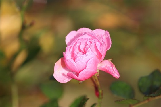 伤感的句子想流眼泪 伤感爱情句子让人流泪