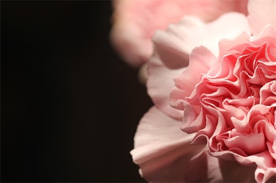 感慨对爱情态度坚定的句子