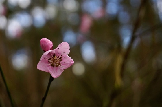早安祝愿温馨句子 早安祝福大家心语