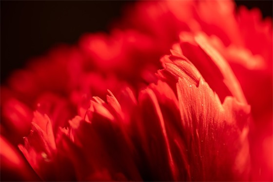 离婚女人励志的句子致自己 女人励志的句子致自己