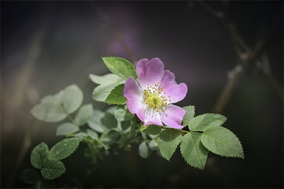 简单表白的句子给喜欢的人 表白的句子给喜欢的人