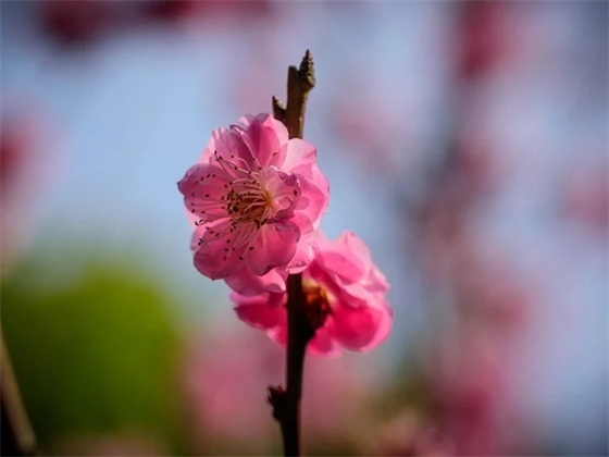 赞美男人的句子