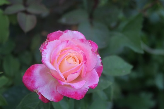 祝福朋友发财顺利的句子