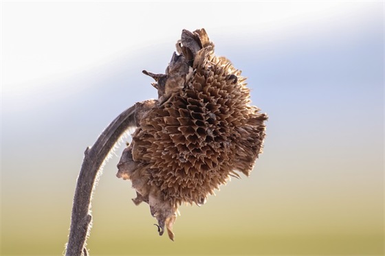 文艺清新的表白情话 对女生文艺表白的话有哪些 表白的文艺句子(精选