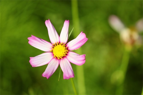 写给心上人的很文艺但不矫情的情话句子