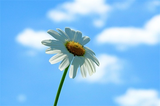 痛到心碎的句子