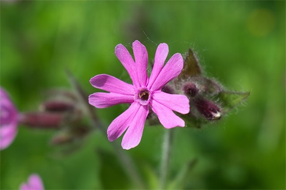 给中国队奥运选手加油的句子