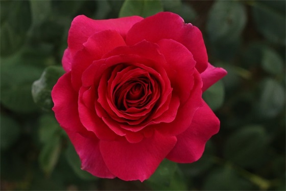 拥有暖心爱情的句子