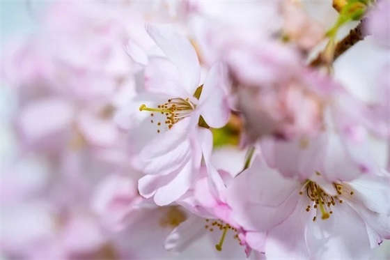 2026年适合表白句子(2026最感人的表白情话句子大全)