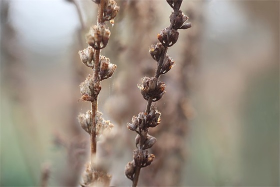 2026兔年过年吉祥祝福语 2026兔年祝福语