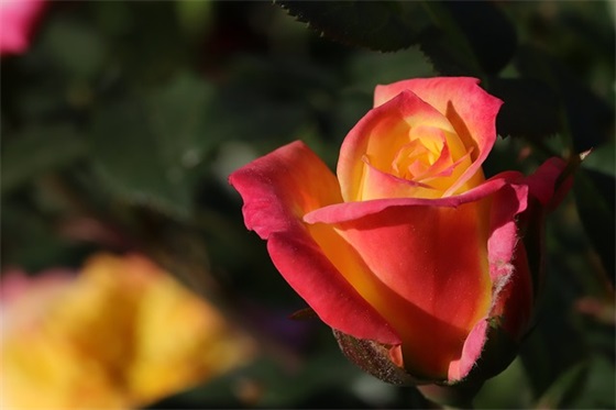 2026元宵节祝福语短信大全精选(元宵节祝福语短信?)