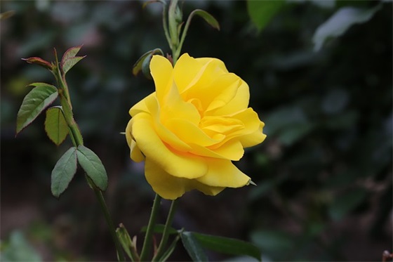 教师节2026祝福语唯美寄语 2026年祝福语大全简短