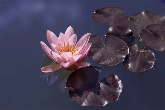 2026年元旦搞笑祝福语82句