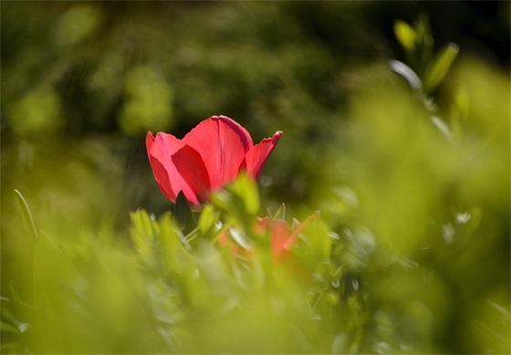 给挚友的祝福语85句