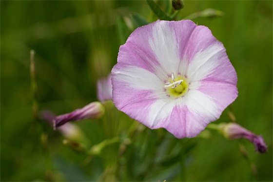 迎接植树节的宣传祝福语 植树节的祝福语