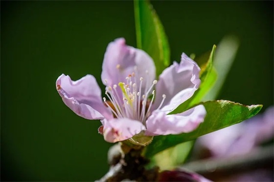 给经理的生日祝福语 【祝福经理生日的句子】