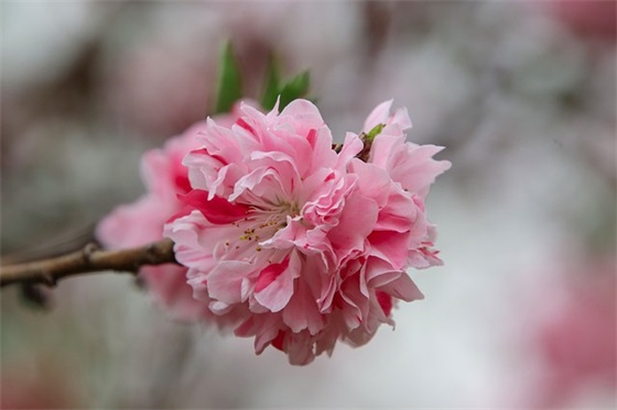 27岁女生生日祝福语 【27岁女生生日祝福语大全】