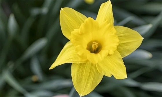 给导师的生日祝福语简短 【给导师的生日祝福语简短暖心】