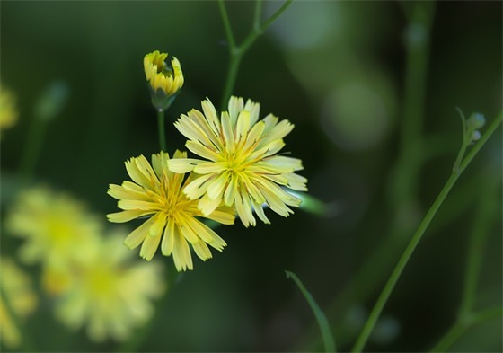 幼儿园升小学的祝福语 幼儿园升小学祝福语简短