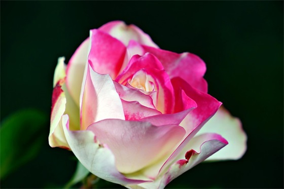 7个字的新年祝福语 【7个字的新年祝福语简短】