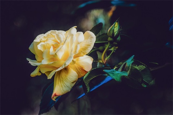 女孩十岁生日祝福语 【女孩十岁生日祝福语八个字】