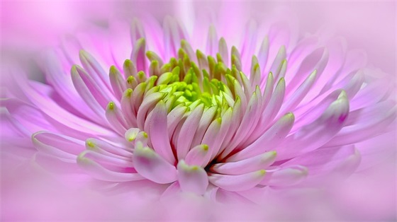 描写花的优美句子