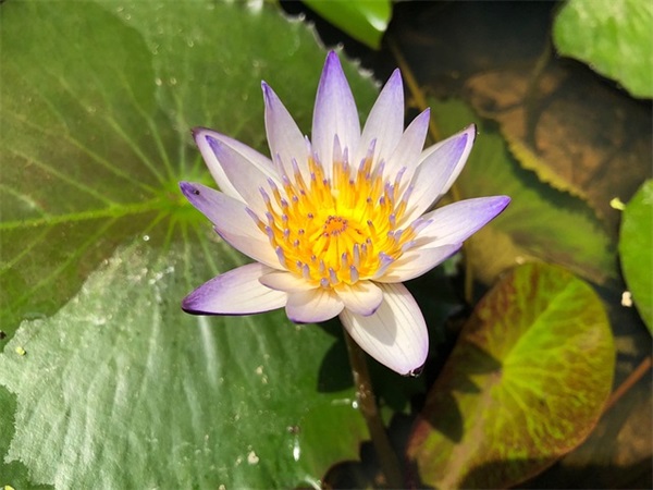 调皮可爱的早安祝福语
