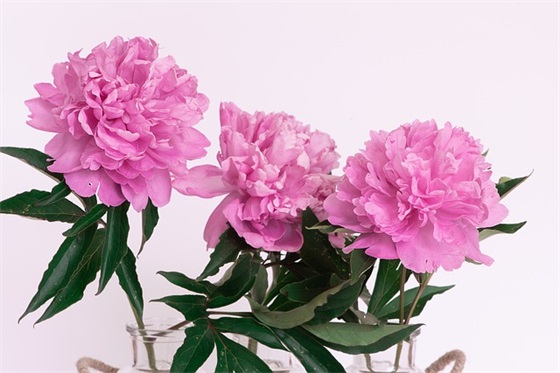 教师节给外教的祝福语