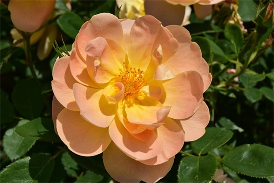 教师节的英文祝福语