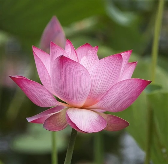 十周岁简短寄语 十岁成长礼经典祝福语