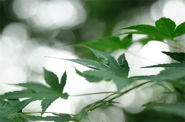 端午节慰问语领导36句