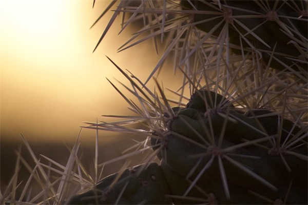 描写理想的优美句子34句