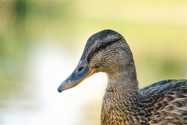 生动排比句39句