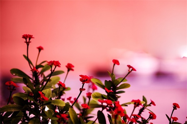 端午节给领导祝福短信2025年36句