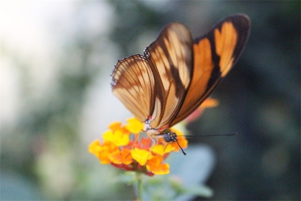 摘抄写景的比喻句65句