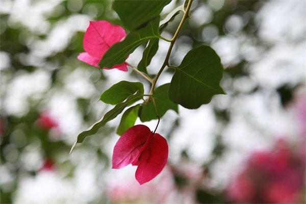 诚实守信的名人警句83句