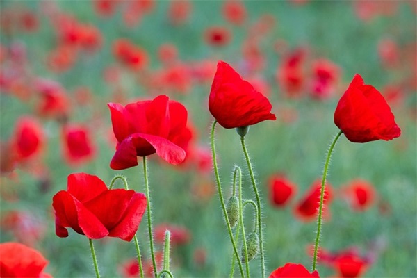 承诺书范文(15篇)