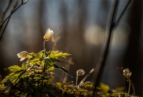 《亮剑》观后感15篇
