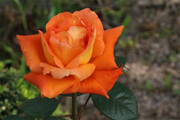 观后感大全200字左右（通用27篇）