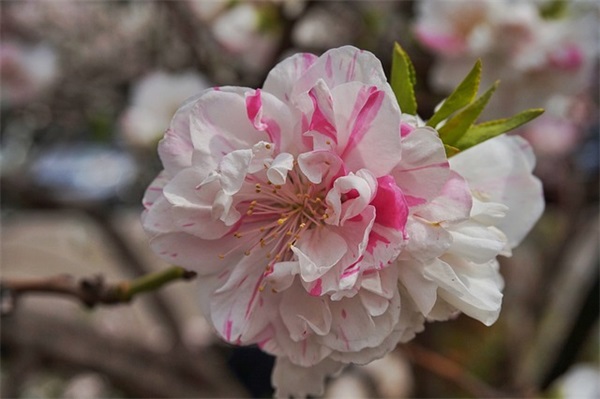 读书节手抄报素材