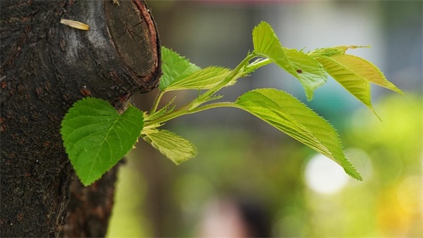 唯美浪漫的爱情表白词