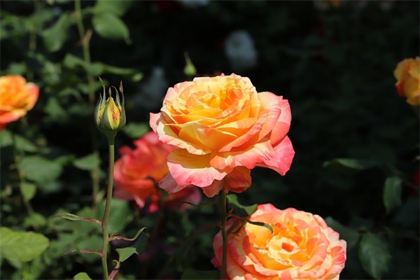 藏红花的功效与吃法