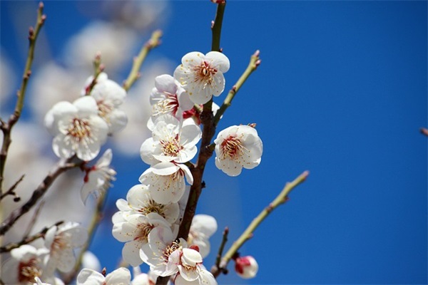 榴莲不熟打开了怎么办