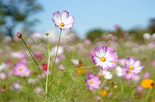 父亲是比喻句32句